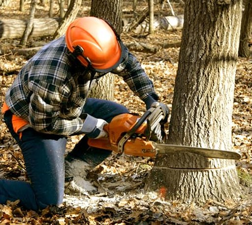 Tree Removal in Dawson, IL